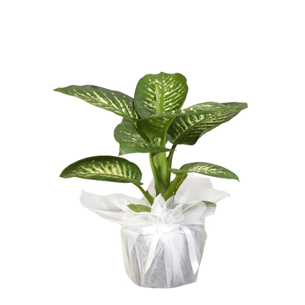 product-details