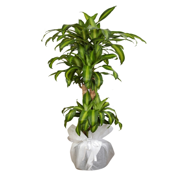 product-details