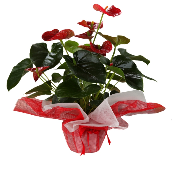 product-details
