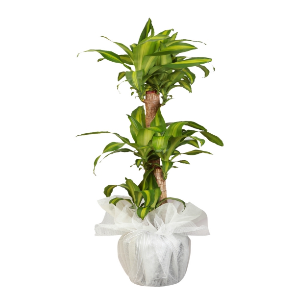 product-details