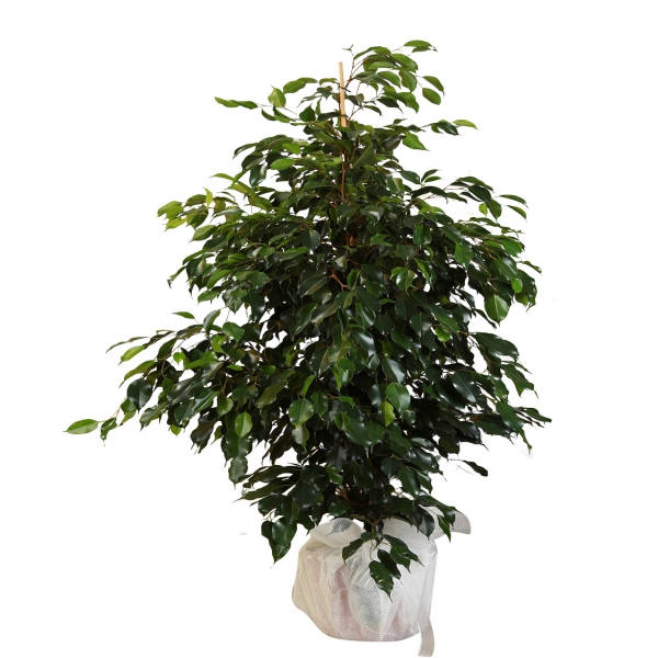 product-details