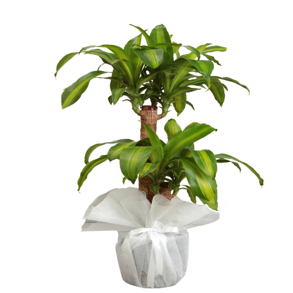 product-details