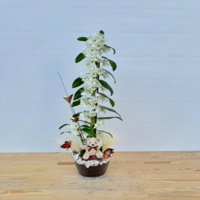 Manavgat Çiçekçi Dendrobium