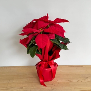  Manavgat Çiçekçiler - Atatürk Çiçeği 