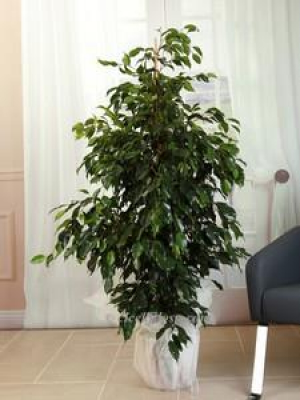  Manavgat Çiçek - Sarmaşık Pothos Çiçeği