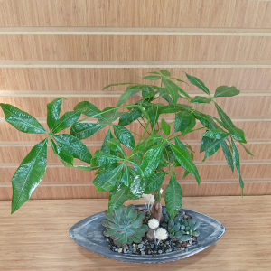  Manavgat Çiçek Gönder - Pachira -Para Çiçeği