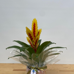  Manavgat Çiçek - Viresia Saksı Bitkisi