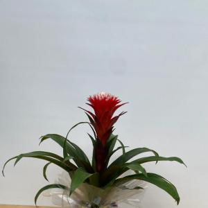  Manavgat Çiçek Siparişi - Guzmanya Hopee -1