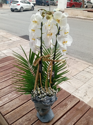  Manavgat Çiçek Gönder - Helen Vazoda Çift Dallı Orkide Arajmanı 