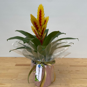  Manavgat Çiçek - Viresia Saksı Bitkisi