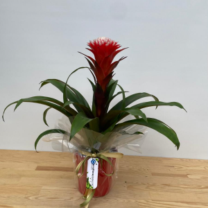  Manavgat Çiçek - Guzmanya Hopee -1