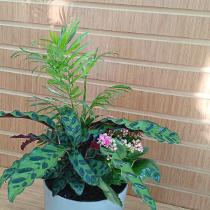  Manavgat Çiçek - BF-481