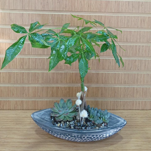  Manavgat Çiçek Gönder - Pachira -Para Çiçeği