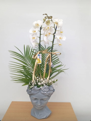  Manavgat Çiçek Gönder - Helen Vazoda Çift Dallı Orkide Arajmanı 