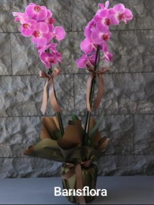 Manavgat Çiçekçi - Dendrobium