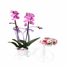 product-details