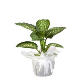 product-details