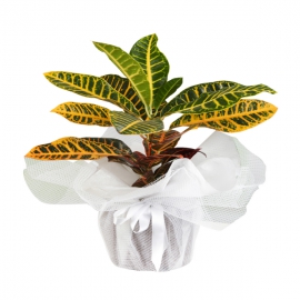 product-details