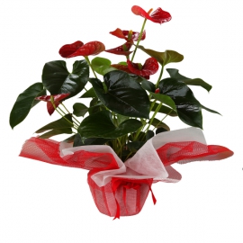 product-details