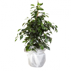 product-details