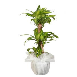 product-details