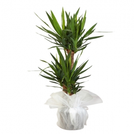 product-details