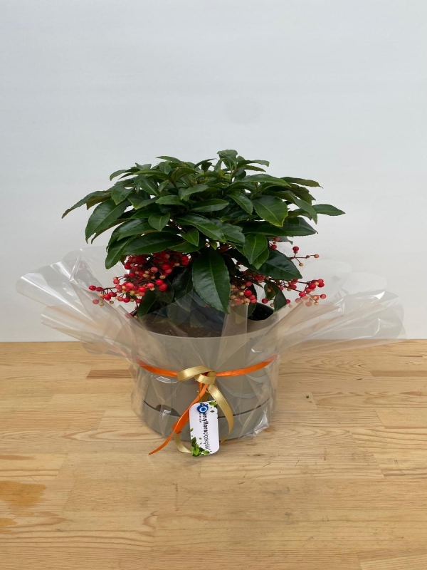  Manavgat Çiçek - Ardisia Saksı Bitkisi ( Yılbaşı Çiçeği )
