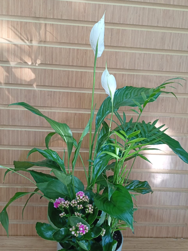  Manavgat Çiçek Gönder - Karışık İthal bitki arajmanı-1