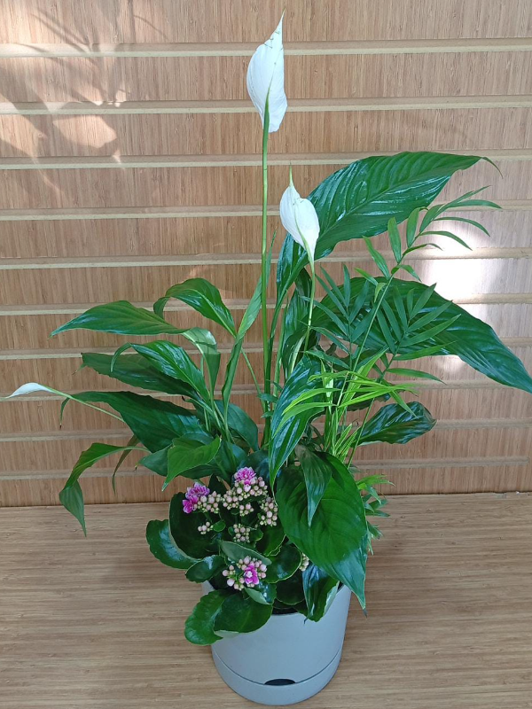 Manavgat Çiçekçi - Karışık İthal bitki arajmanı-1